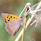 Common Copper; Manto bicolor