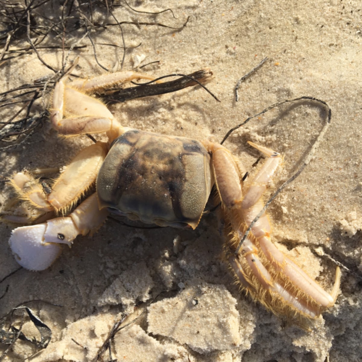 Ghost crab