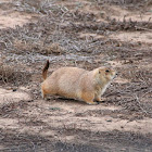 Prairie Dog