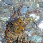 Asian Shore Crab