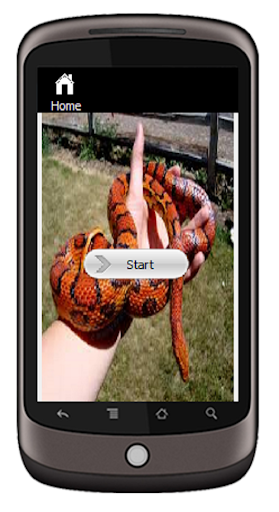 Corn Snake