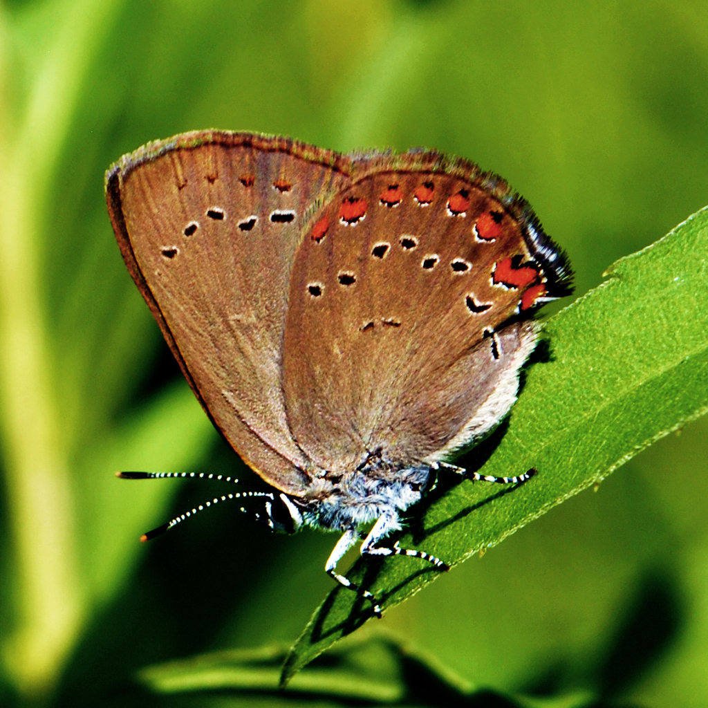 Coral Hairstreak