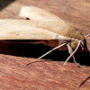 The Pale Brown Hawk Moth