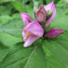 Pink Turtlehead