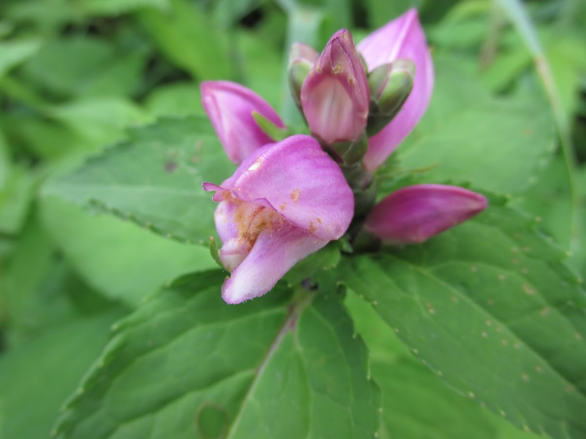 Pink Turtlehead