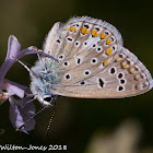 Common Blue