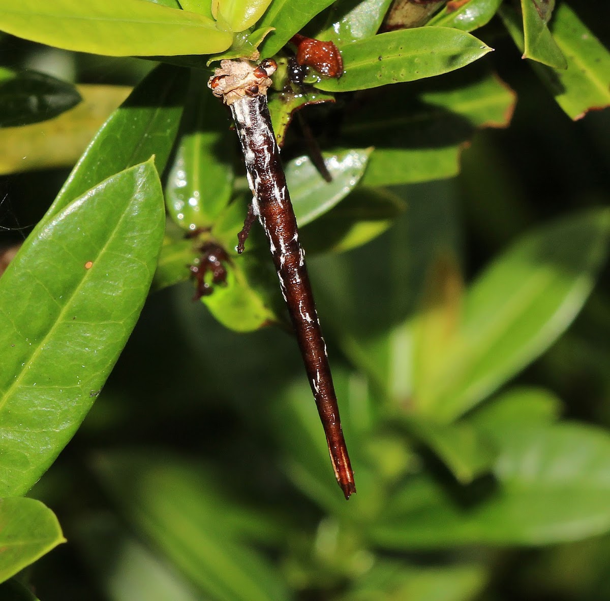 Bagworm Moth