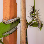 Zebra Longwing Caterpillar