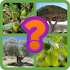 Guess the tree - Tree species identification quiz7.3.3z