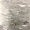 Yellow house spider