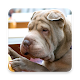 Download Shar Pei Wallpapers For PC Windows and Mac 1.0