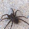 Wolf Spider