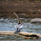 Water Turkey - Anhinga