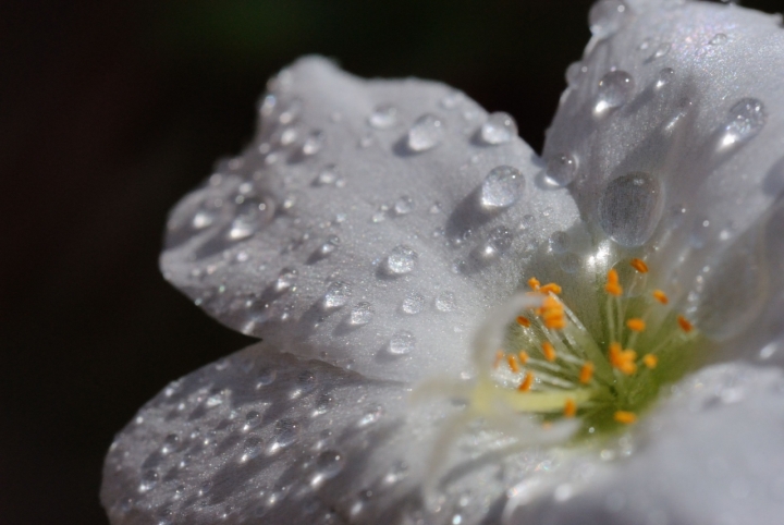 Il fiore sbocciato di Kathleen E. Woodiw di Hysteria;