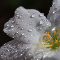 Il fiore sbocciato di Kathleen E. Woodiw di 