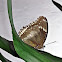 Common Eggfly