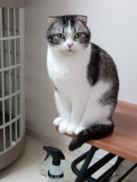 タントカスタムのサクラと愛車・TikTokの仲間とコラボ・CT愛猫部・愛猫達に関するカスタム事例の投稿画像3枚目