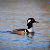 Hooded Merganser