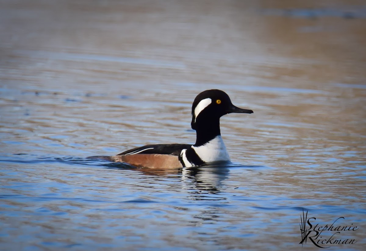 Hooded Merganser