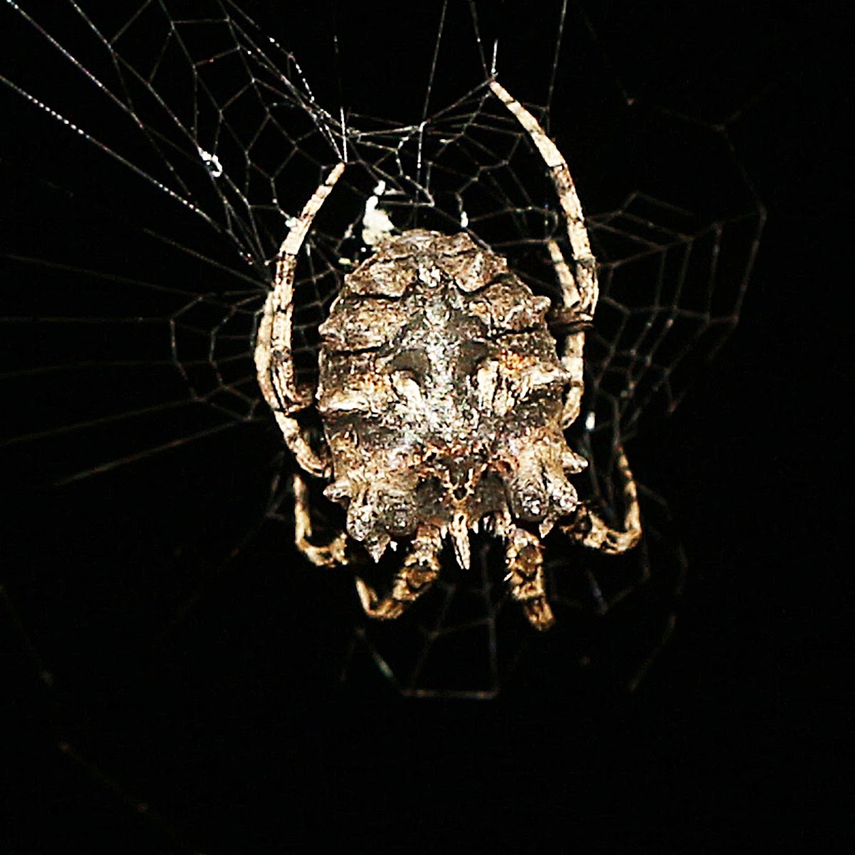 Tree Stump Spider