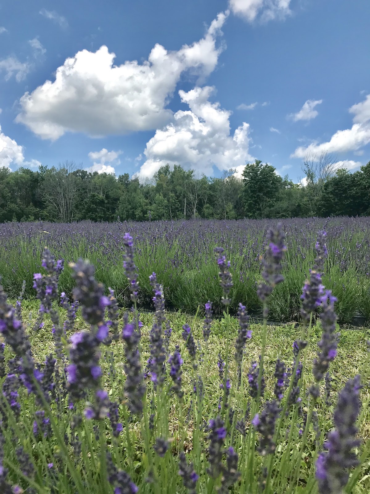 farms in southern ontario