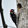 Downy woodpecker