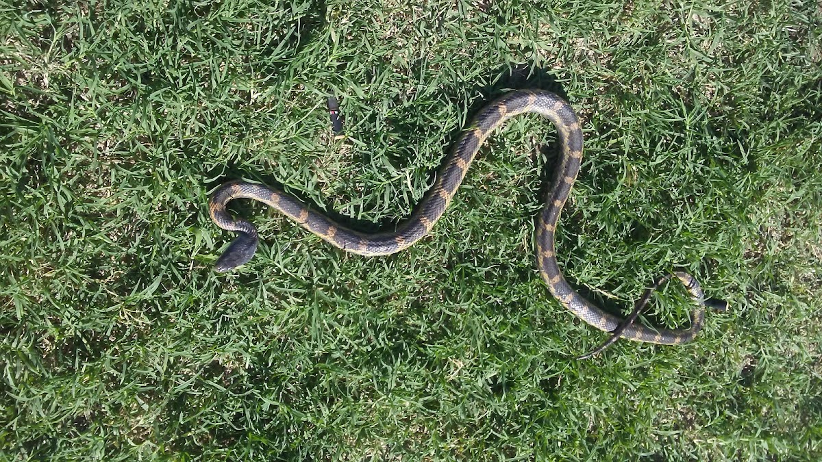 Texas Rat Snake