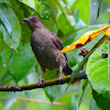 Red-Eyed Bulbul