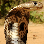 Cover Image of Download King Cobra Snake LWP 10.02 APK