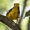 Black-naped Oriole