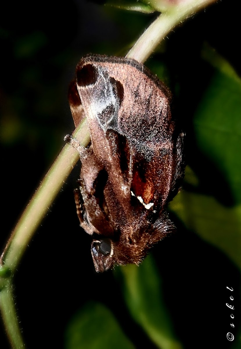 Semyra moth