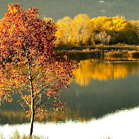 autunno in torbiera di 