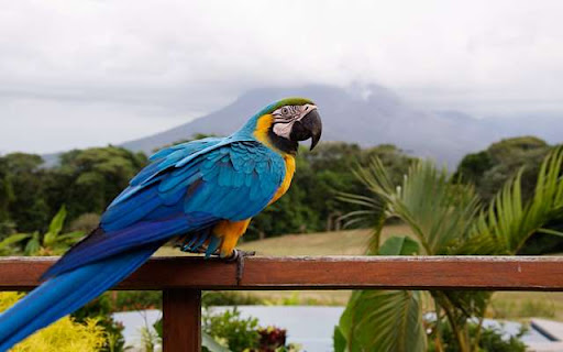 Macaw Preview 1