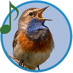 Bird Calls and Sounds Apk