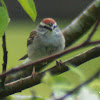 Chipping Sparrow