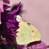 Large Orange Sulphur