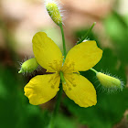 Celandine