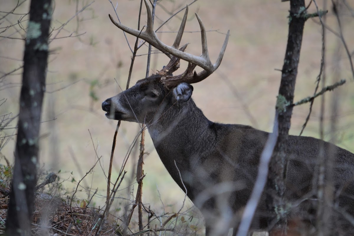 White-tailed deer