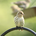 Pine Siskin