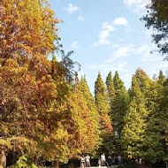 菁芳園 Tenway Garden／花園餐廳／落羽松