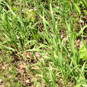 Reed Canary Grass