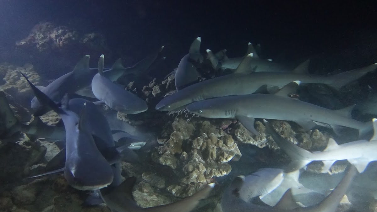 White Tip Sharks