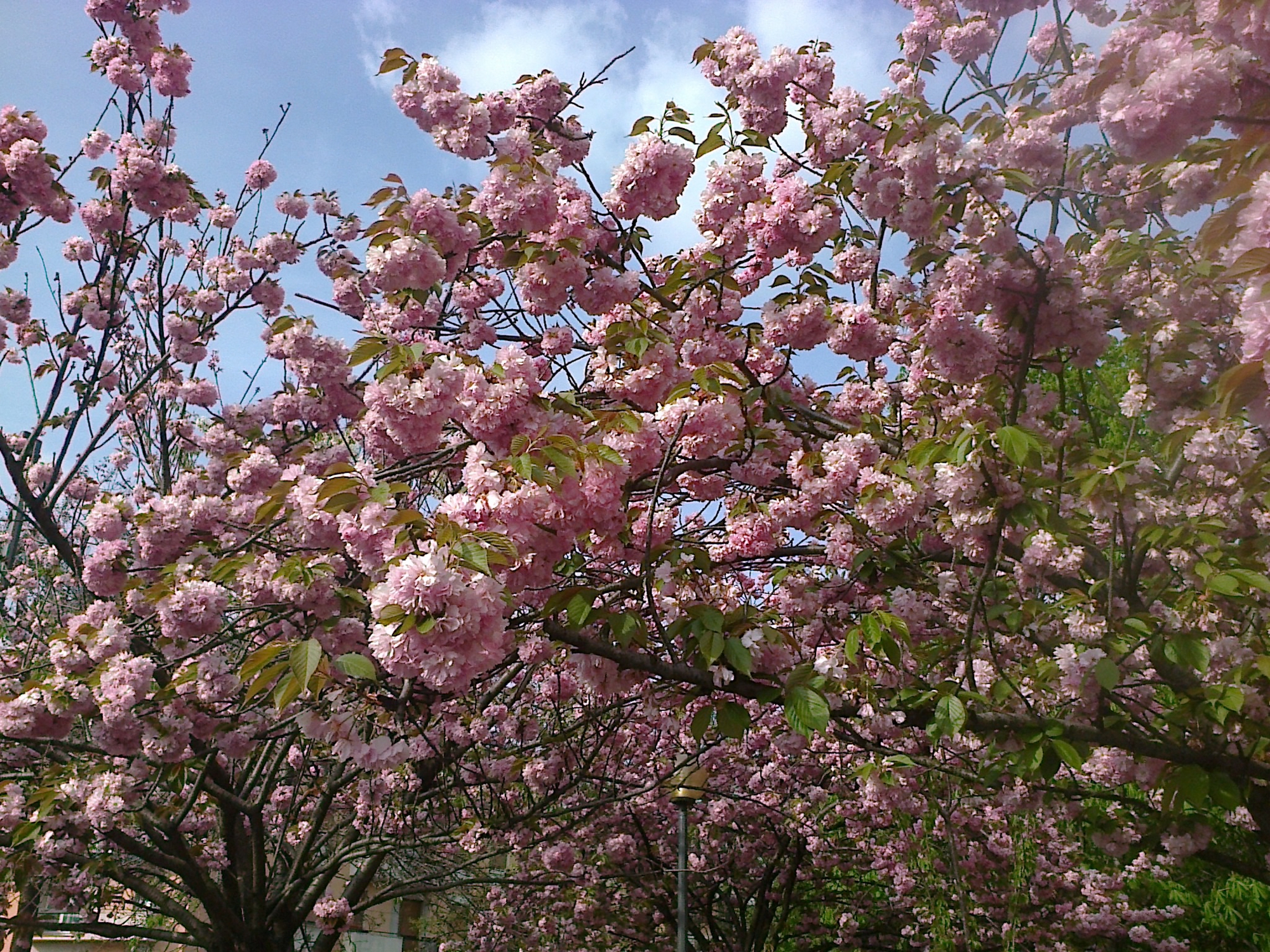 Fioritura di primavera di archiviobesozzi