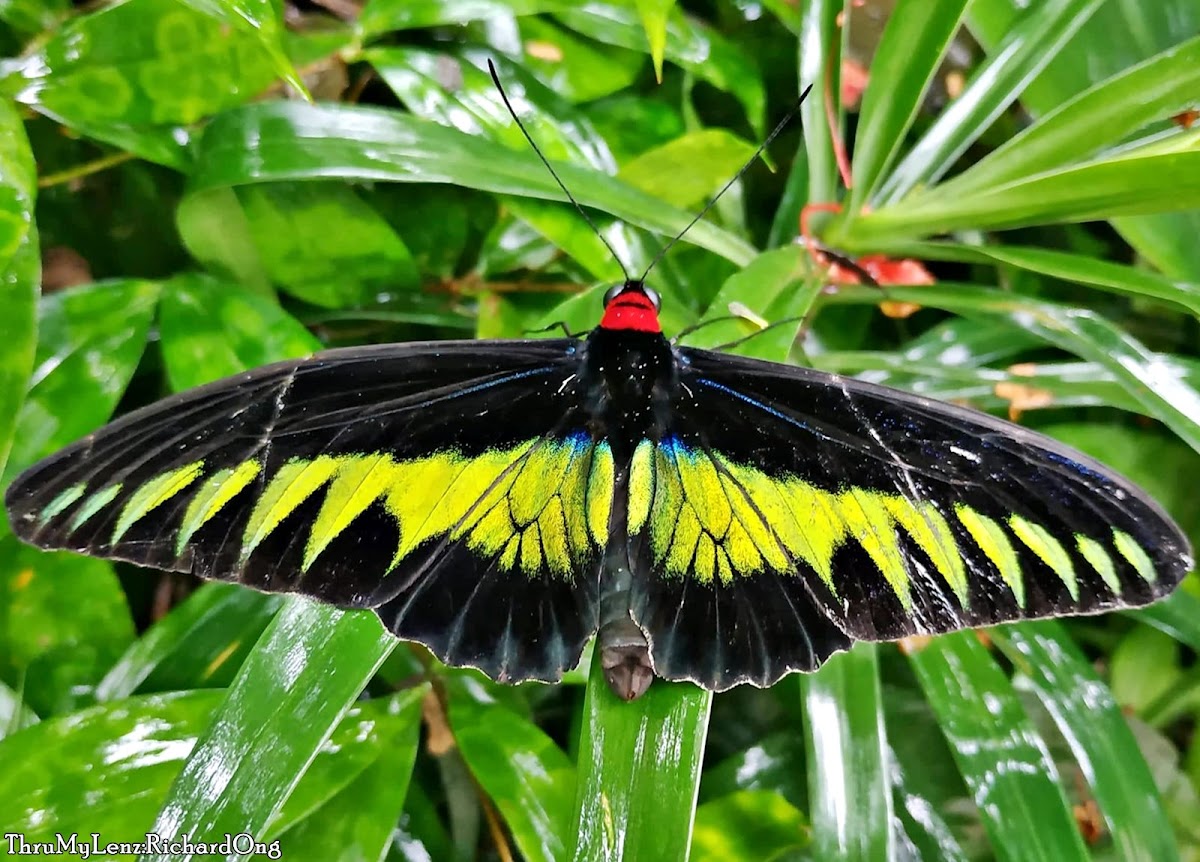 Rajah Brooke's Birdwing