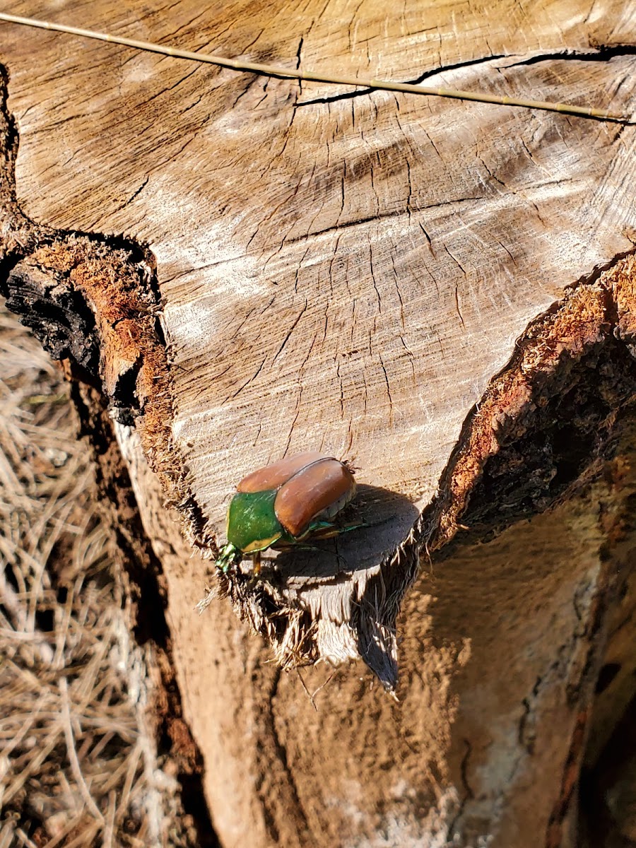 Emerald euphoria beetle