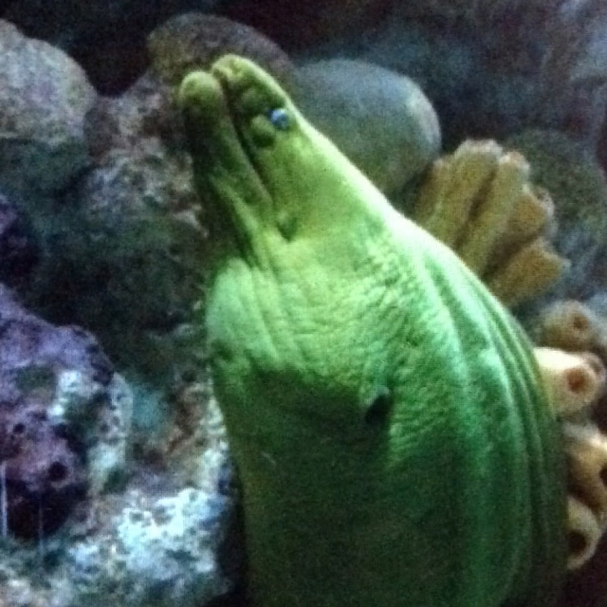 Moray Eel