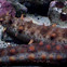 Giant California Sea Cucumber