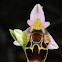 Woodcock Bee-orchid