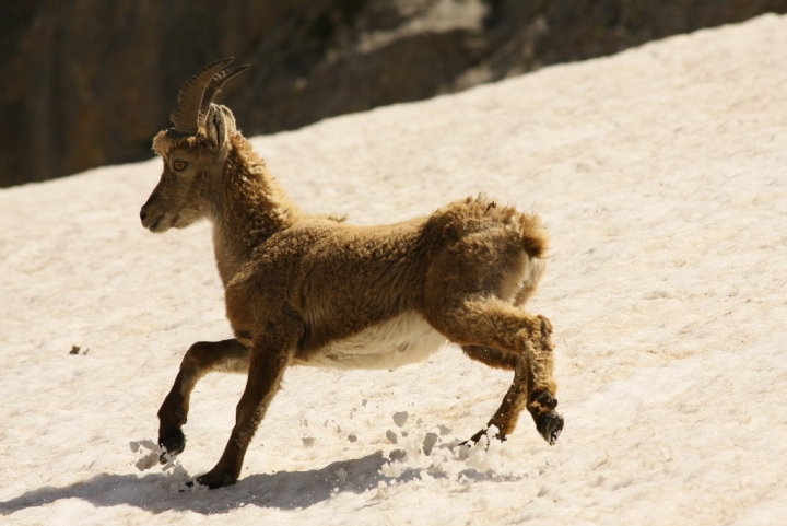 Il popolo della montagna di giacu