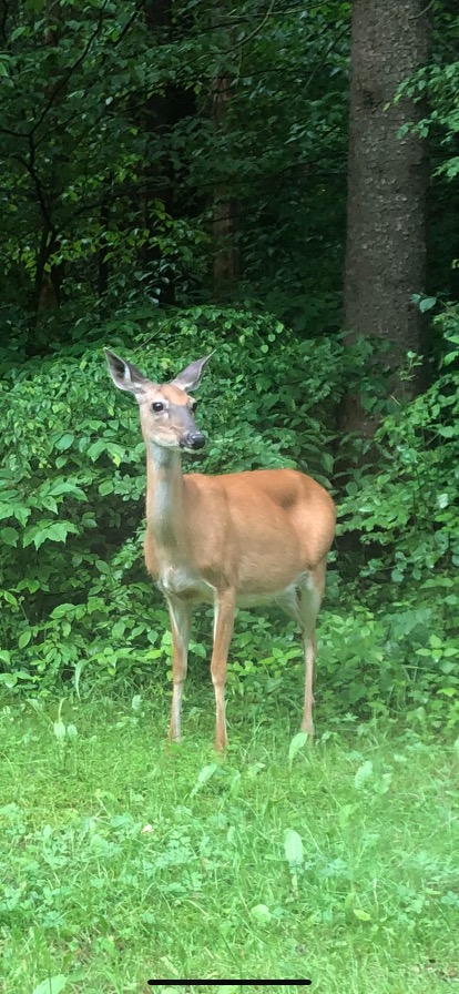 Whitetail Deer